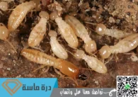 رش دفان الميدة بخميس مشيط | 0593428144 | لمكافحة النمل الابيض قبل البناء