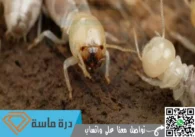 رش دفان الميدة بخميس مشيط | 0593428144 | لمكافحة النمل الابيض قبل البناء