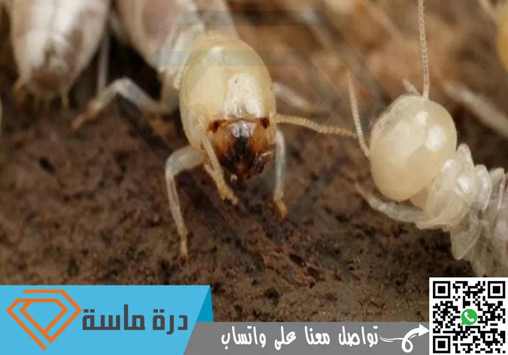 شركة مكافحة النمل الابيض بخميس مشيط | 0503939770 | رش دفان الميدة