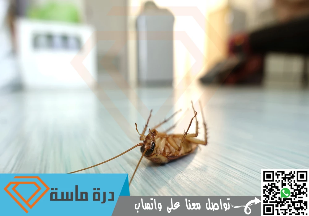 ارخص شركة مكافحة صراصير بابها