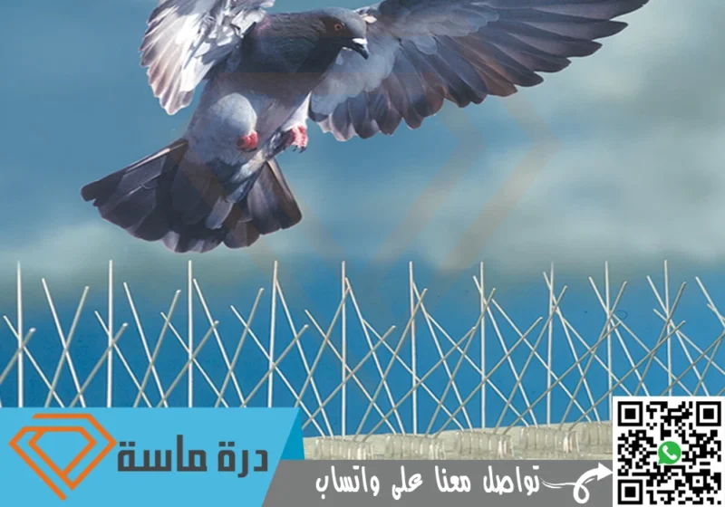 شركة مكافحة حمام بأبها | 0593428144 | طارد حمام