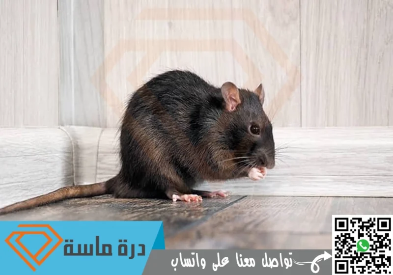 شركة مكافحة فئران بأبها | 0593428144 | ابادة قوارض بخصم 25%