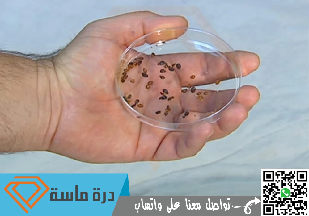 شركة مكافحة بق الفراش بخميس مشيط 🐞 | 0593428144 | إبادة البق 61 Bed bug control in Khamis Mushait 01