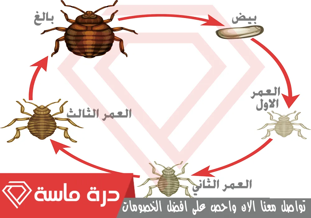 شركة مكافحة بق الفراش بخميس مشيط 🐞 | 0593428144 | إبادة البق 52 Bed bug control