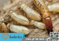 رش دفان الميدة بخميس مشيط | 0593428144 | لمكافحة النمل الابيض قبل البناء