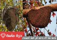 شركة مكافحة الحشرات بخميس مشيط | 0593428144 | إبادة شاملة