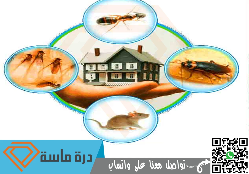 شركة مكافحة الحشرات بخميس مشيط 🐛 🐜 🐞 | 0503939770 | إبادة شاملة